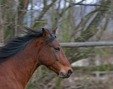 my Andalusian Goli had to serve as a model again,I tested my new toy (EF 2.8 70-200 IS USM) in bad light. I have to say it's a nice toy -)