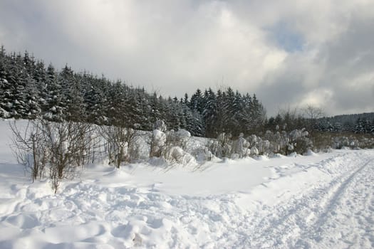 Snowy landscape