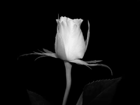Mourning Rose