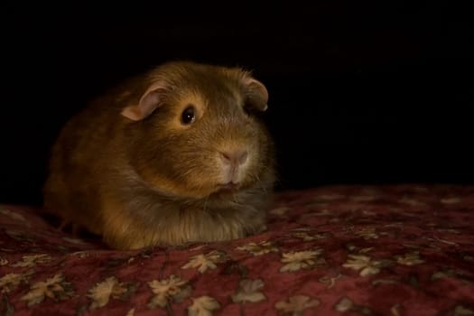 Small nuts