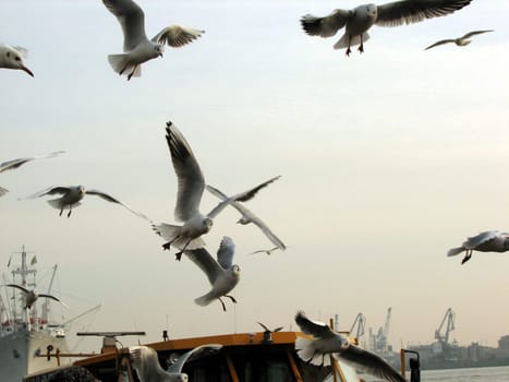 Dogfight of the seagulls