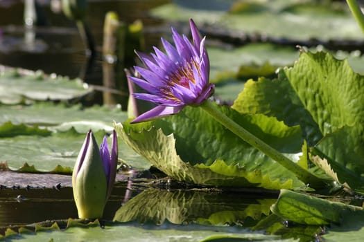A water lily
