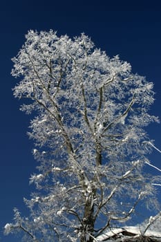 Ice Crystal