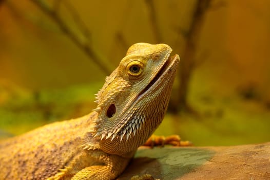 Bearded dragon