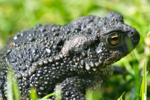 Common toad in the grass