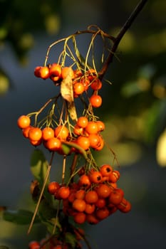 Firethorn in autumn