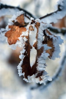 Ice Edge Leaves