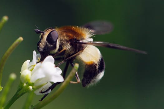 Bee