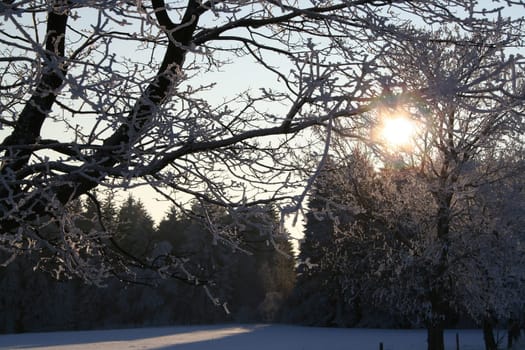 Winter sun