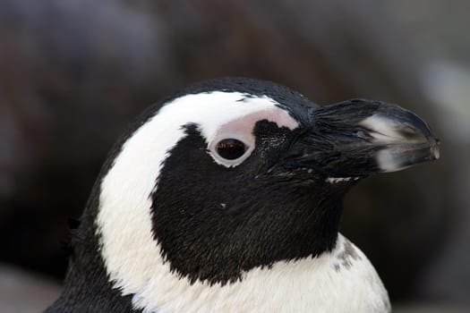 Penguin Portrait