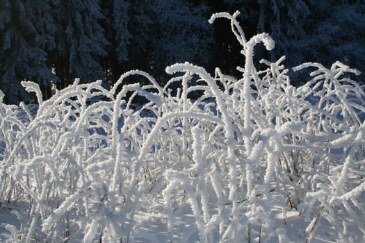 Candy canes