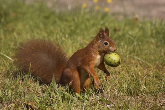 Nut Harvest