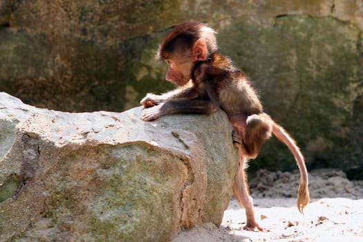 Baby monkey