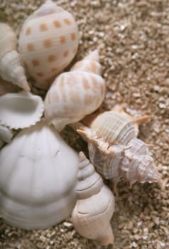 mussels