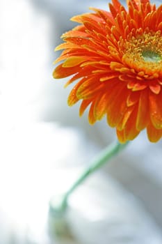 Gerbera Flower