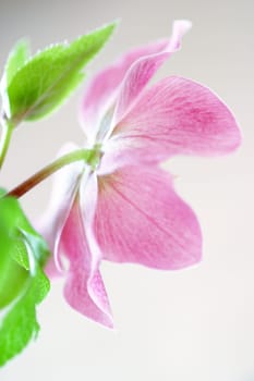 Christmas rose