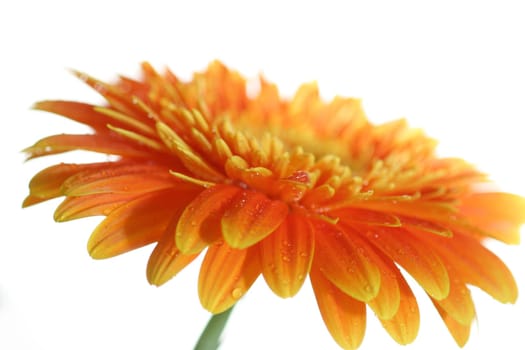 Gerbera Macro