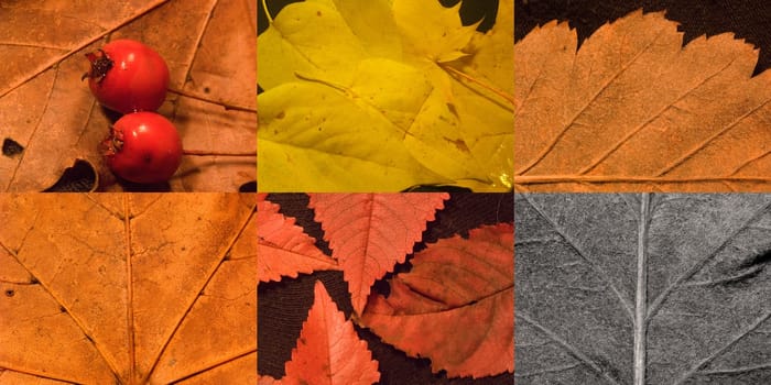 Come on,I'll show you autumn!