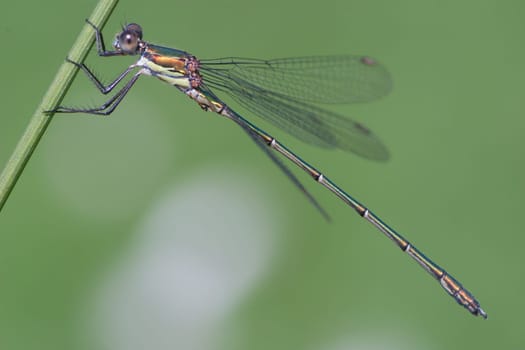Male willow damsel