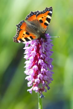 Little fox on orchid primrose