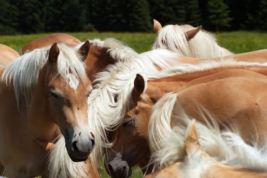 Horse herd