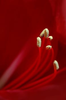 Fertile