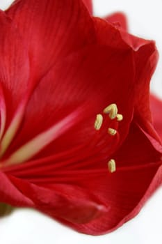 Pollination