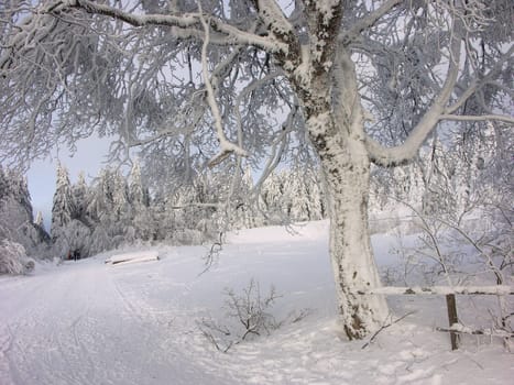 Winter Wonderland (3)