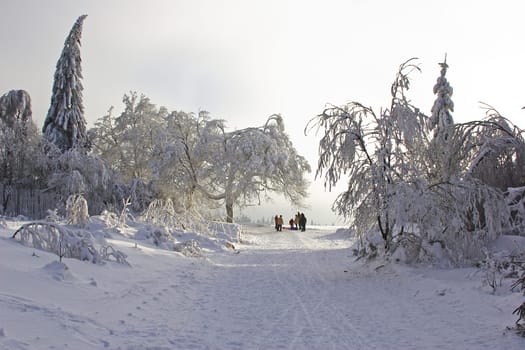 Winter Wonderland (2)