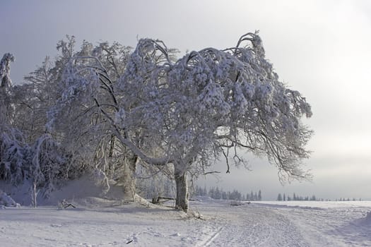 Winter Wonderland (4)
