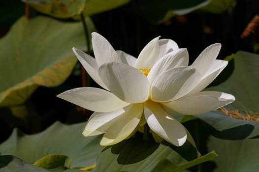 Lotus