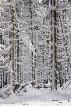 Snow breakage
