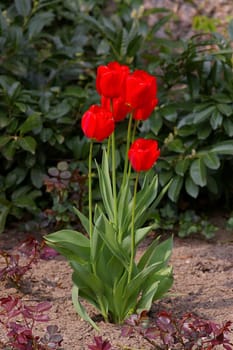 Tulips