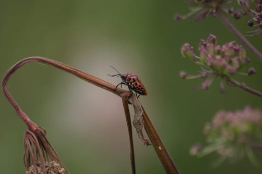 Striped bug