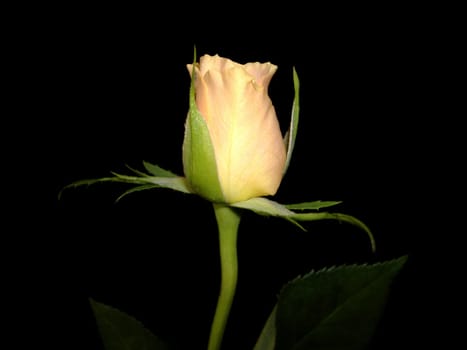 The Rose