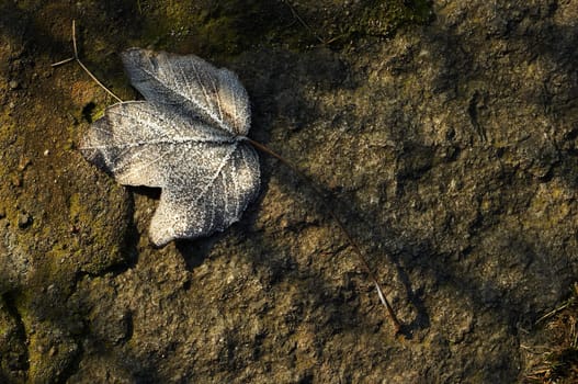 Frost leaf