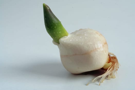 Sprouting II