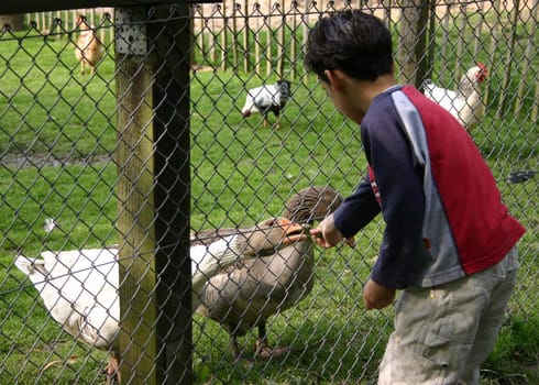 Feeding