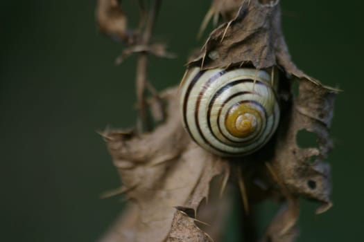 Casing snail in dry plant