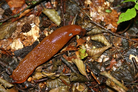 Red slug on forest floor