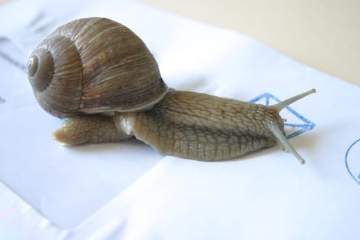 Vineyard snail on an envelope