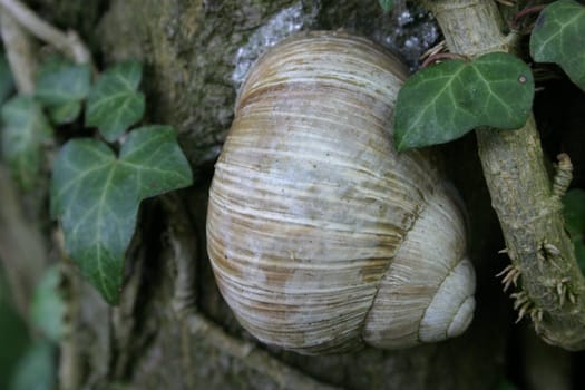 Vineyard snail in dry sleep on a tree trunk