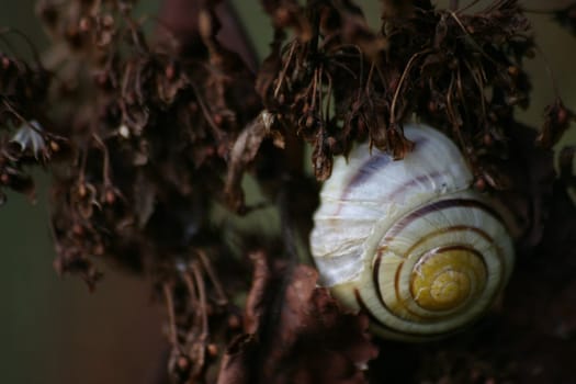 Casing snail in dry plant