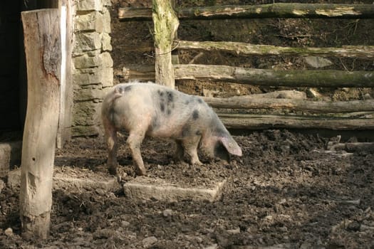Free range