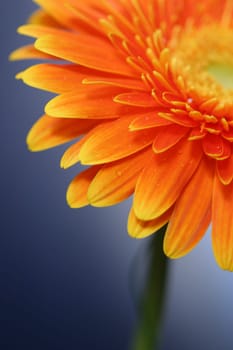 Gerbera Macro
