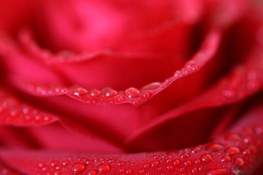 Stairs of Rose