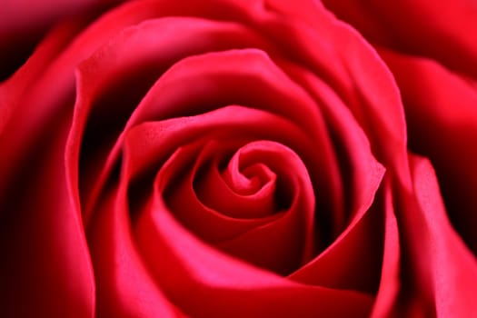 rose without hip without rosehip