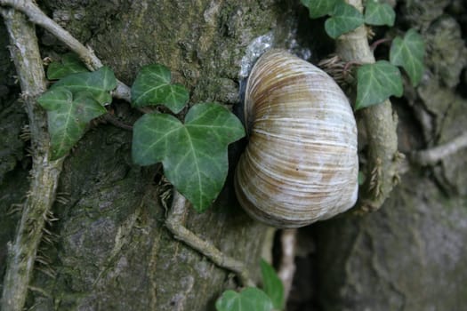 Vineyard snail in dry sleep on a tree trunk