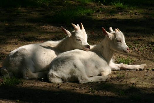 Two young white goats