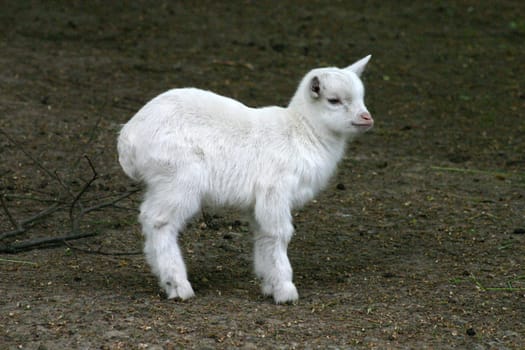 Young white goat